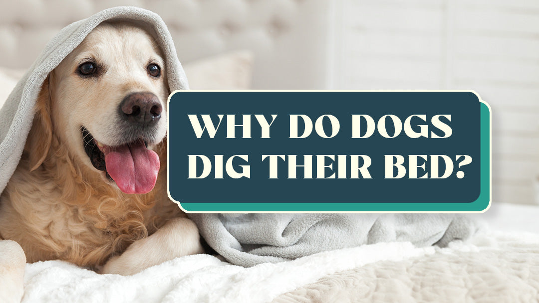 Why Do Dogs Dig Their Bed? Everything To Know The Brooklyn Pet Store