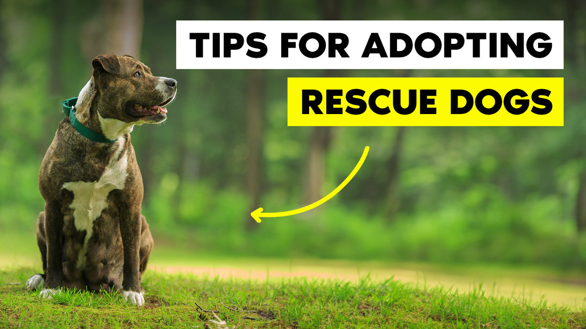 Go Dogs Rescue Tips for Bringing Home a Rescue Dog | The Brooklyn โ The Brooklyn Pet Store