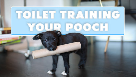 How to Toilet Train a Puppy