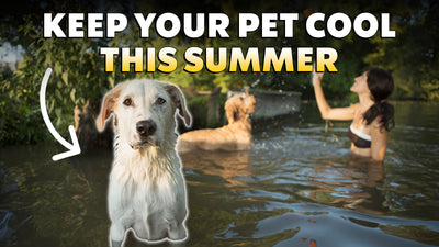 Keep Your Pet Cool This Summer