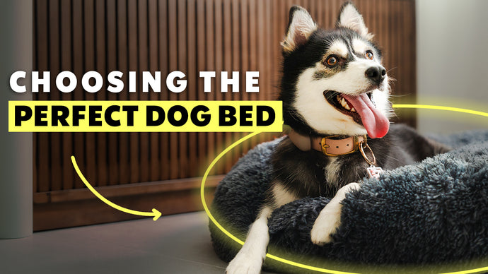 Choosing the Perfect Dog Bed: A Comprehensive Guide