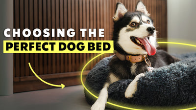 Choosing the Perfect Dog Bed: A Comprehensive Guide