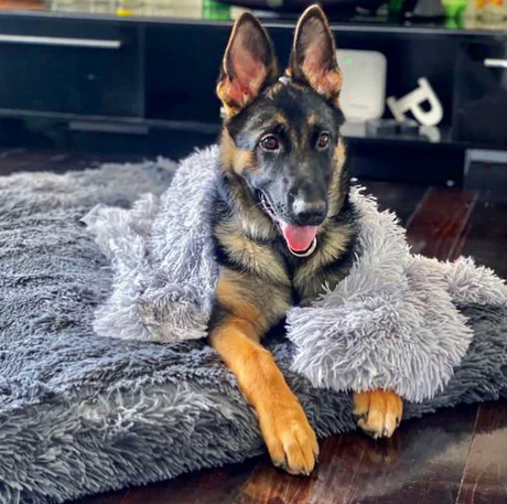 How to Introduce a Calming Blanket to Your Pet Without Resistance