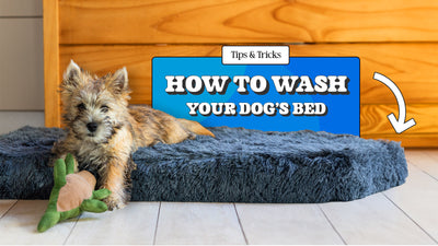 How to Wash a Dog Bed and Tips to Keep It Clean!