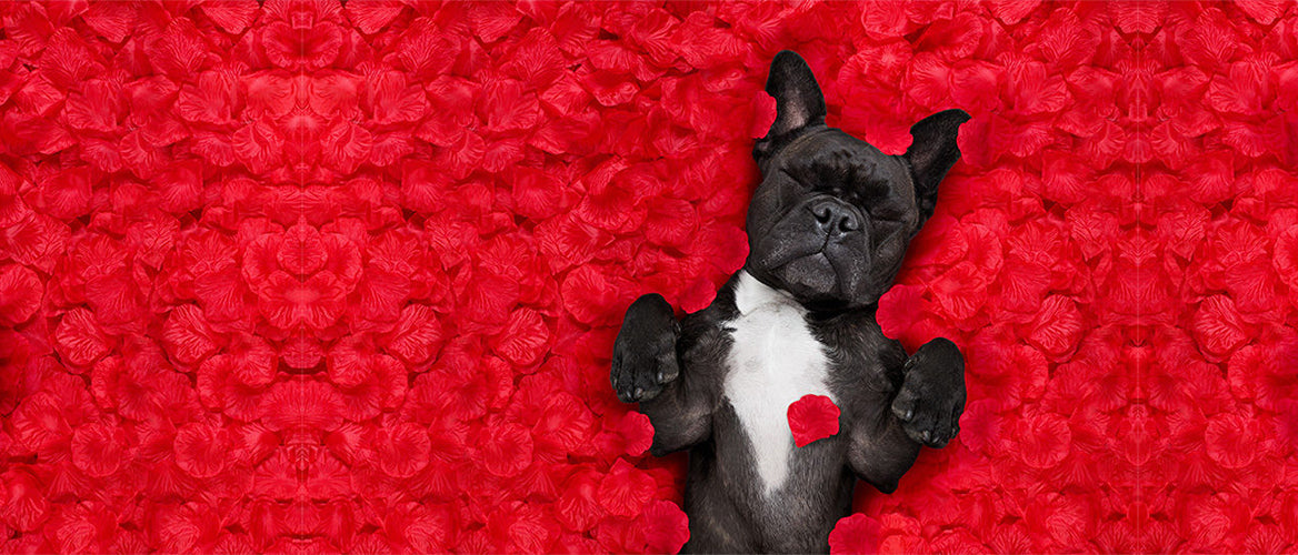 Valentine's Collection