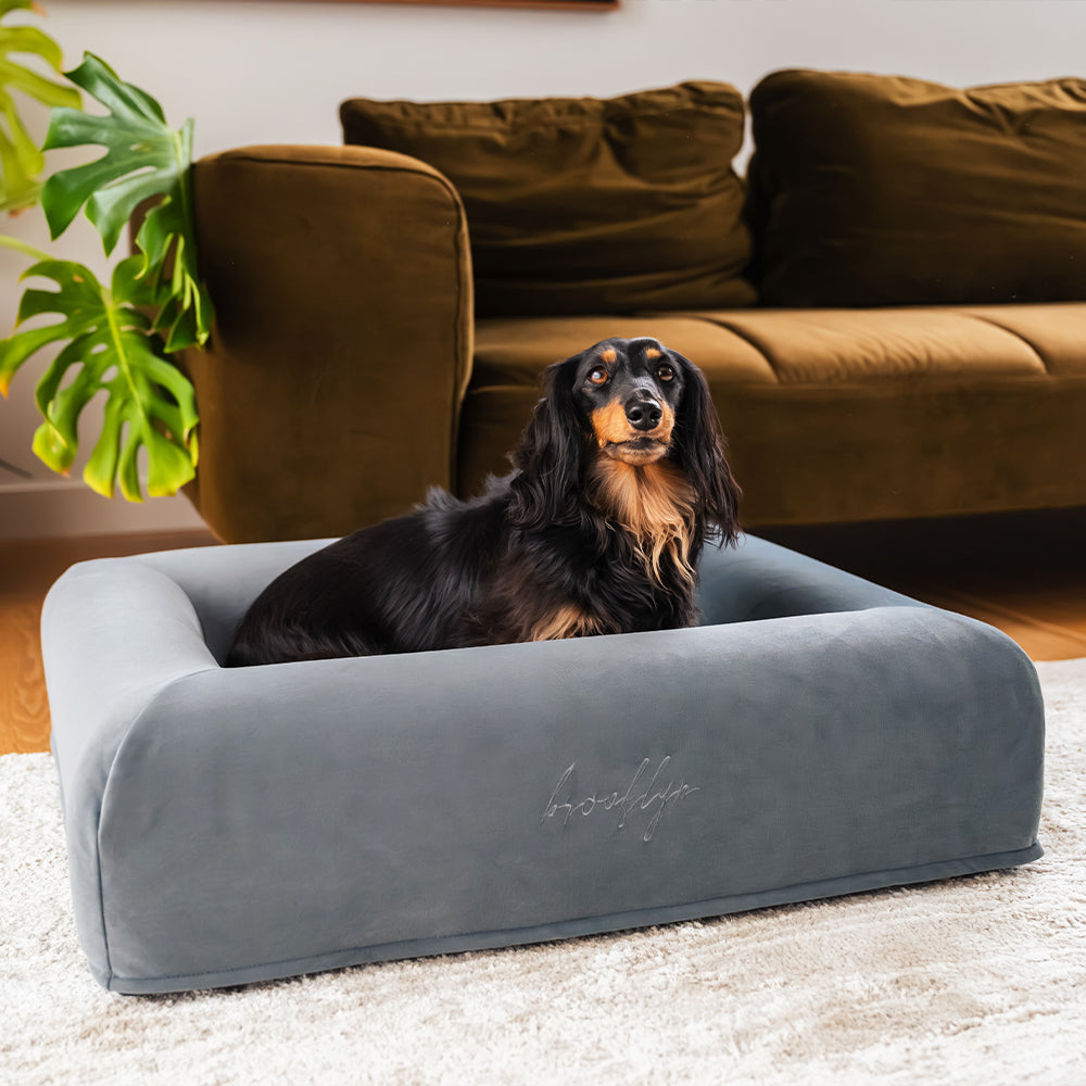 Long-haired Dachshund sitting in the small Chalk Grey Ortho Pro dog bed