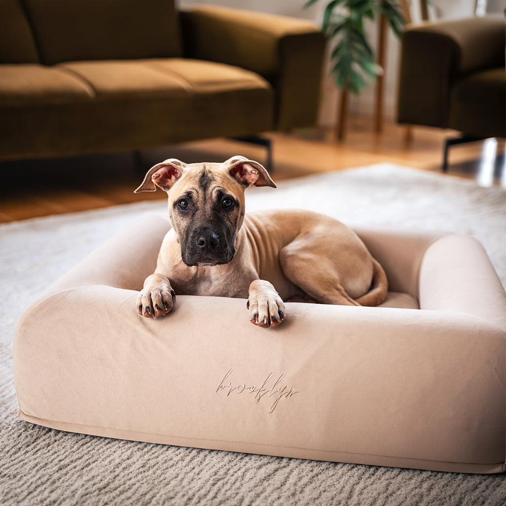 Puppy resting its paws on the bolster of the Ortho Pro dog bed in Sand