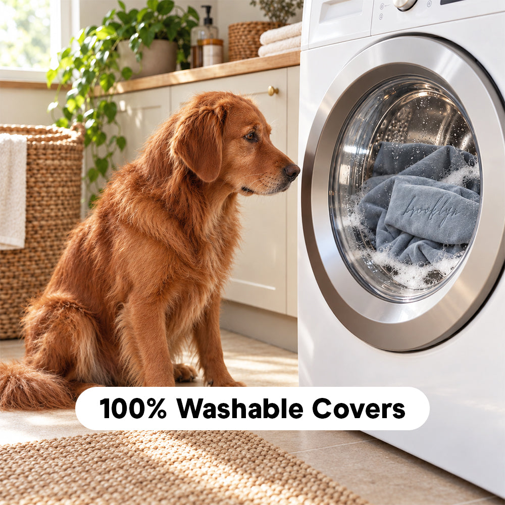 Golden Retriever watching the Ortho Pro dog bed cover in a washing machine – 100% machine washable covers