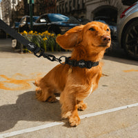 Brooklyn® Ultra Dog Collar