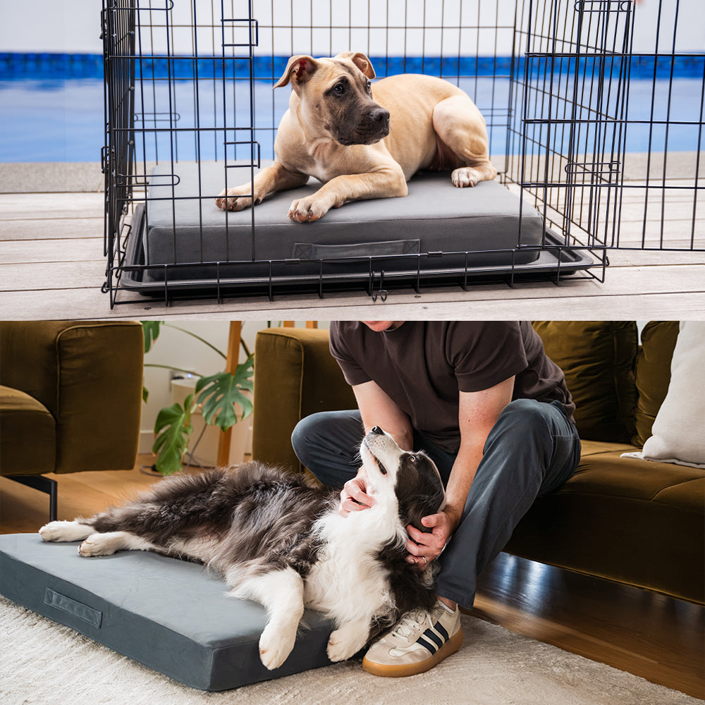 Ortho Pro removable inner pad used as a crate dog bed for a puppy, and on its own as a portable floor bed for a Border Collie