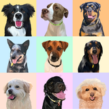 Personalised Pawtrait